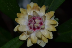 Eupomatia bennettii