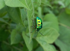 Chrysocoris