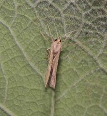 Isturgia arenacearia