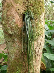 Vittaria isoetifolia