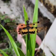 Rhyothemis variegata