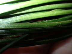 Vittaria isoetifolia