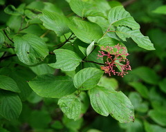 Cornus rugosa