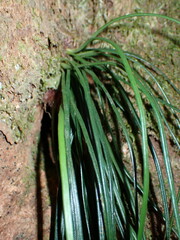 Vittaria isoetifolia