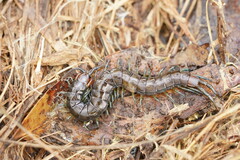 Cormocephalus esulcatus