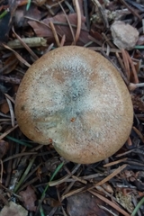 Lactarius deterrimus