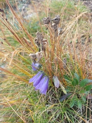 Campanula alpina