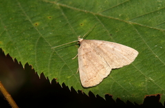 Macrochilo litophora