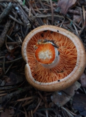Lactarius deterrimus