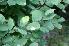 Amelanchier alnifolia