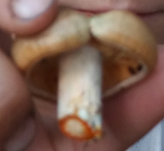 Lactarius deterrimus