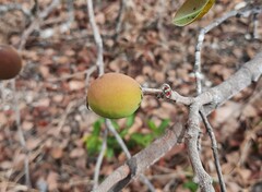 Hancornia speciosa