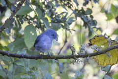 Melaenornis fischeri