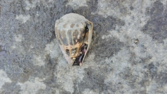 Conus ebraeus