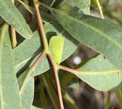 Flatidae