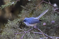 Elminia albicauda