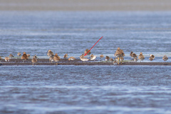 Calidris falcinellus