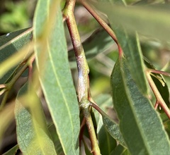 Flatidae
