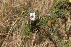 Solanum sisymbriifolium