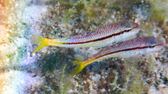 Mullus surmuletus