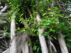 Ficus microcarpa