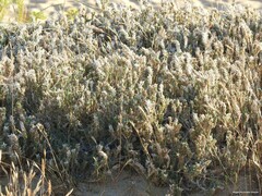 Crucianella maritima