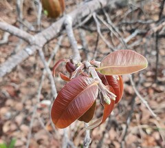 Hancornia speciosa