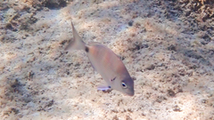Diplodus sargus
