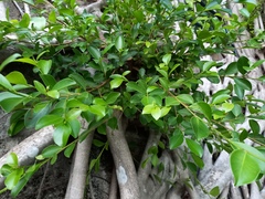 Ficus microcarpa