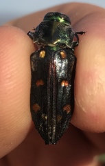 Chrysobothris gemmata