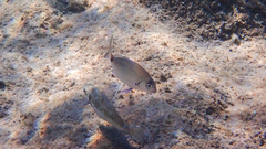 Diplodus sargus
