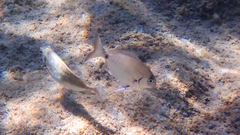 Diplodus sargus