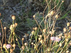 Sixalix atropurpurea