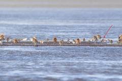 Calidris falcinellus
