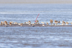Calidris falcinellus