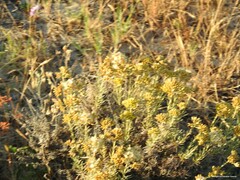 Helichrysum italicum