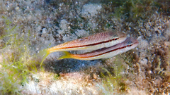 Mullus surmuletus