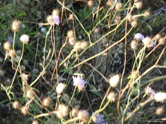 Sixalix atropurpurea