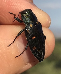 Chrysobothris gemmata