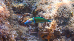 Thalassoma pavo