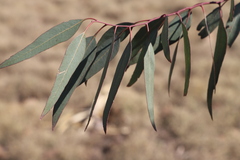 Eucalyptus camaldulensis