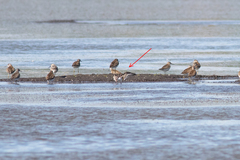 Calidris falcinellus