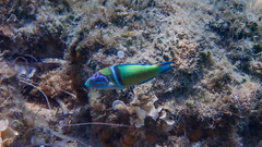 Thalassoma pavo