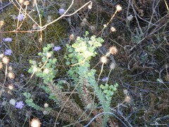 Sixalix atropurpurea