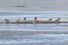 Calidris falcinellus