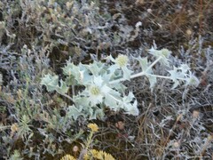 Eryngium maritimum