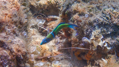Thalassoma pavo