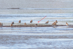 Calidris falcinellus
