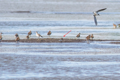Calidris falcinellus