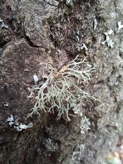 Ramalina farinacea